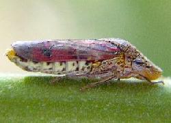 colorful leafhopper