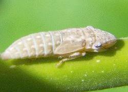 large white leafhopper