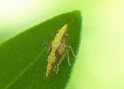 leafhopper