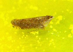 leafhopper