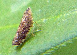 leafhopper