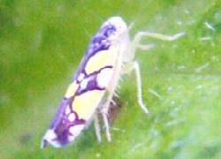 colorful leafhopper