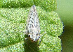 leafhopper