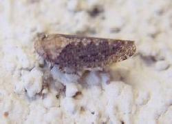 small dark leafhopper