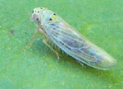 small leafhopper