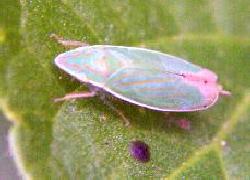 striped leafhopper