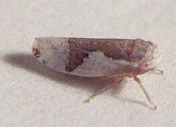 leafhopper