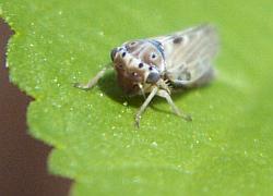 leafhopper