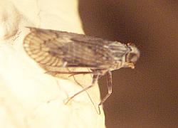 leafhopper