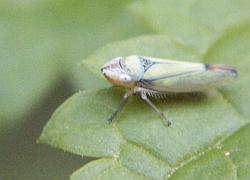 leafhopper