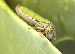 leafhopper