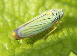 Leafhopper