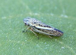 Leafhopper