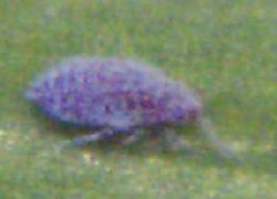 mealy bug