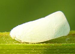 Planthopper