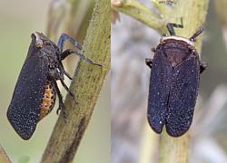 planthopper