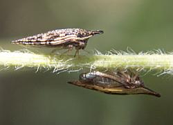 Treehoppers