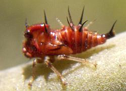 Treehopper nymph