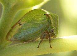 Treehopper