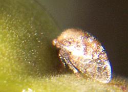 Treehopper