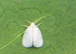 whitefly