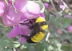 Bumble bee