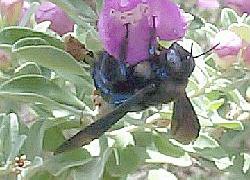 California Carpenter Bee