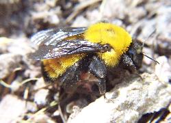 bumblebee