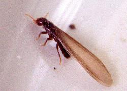 Winged termite