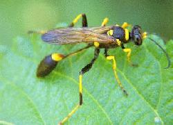 Black-and-Yellow Mud Dauber