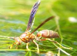 Paper Wasp