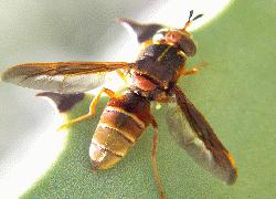 wasp