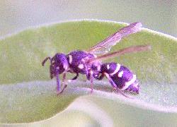 Small Black and White Wasp