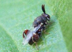 Small wasp with big hind legs