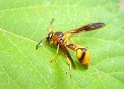 Large yellow wasp