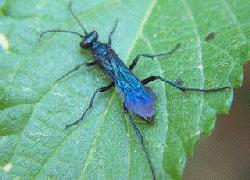 Large black wasp