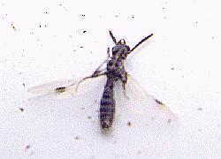 small wasp