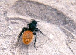 red velvet ant