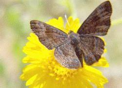 Arizona Metalmark