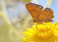 Arizona Metalmark