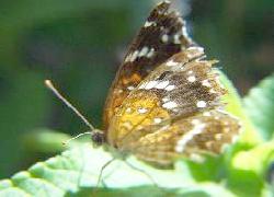 Sonoran Metalmark