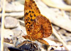 Meadow Fritillary