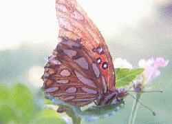 Gulf Fritillary