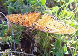 Gulf Fritillary