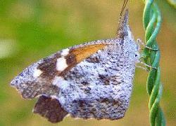 American Snout Butterfly