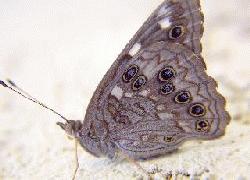 Hackberry wings open