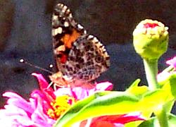 Painted Lady