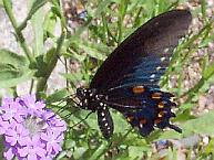 Swallowtail