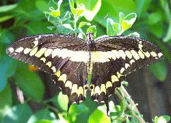 Giant Swallowtail