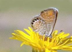 Western Pygmy-blue